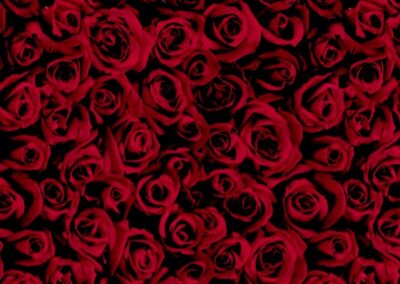 Red Roses