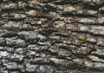 Bark