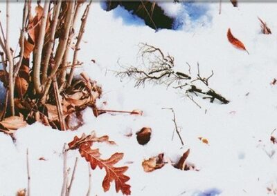 Winter Woodland hydro dipping film pattern