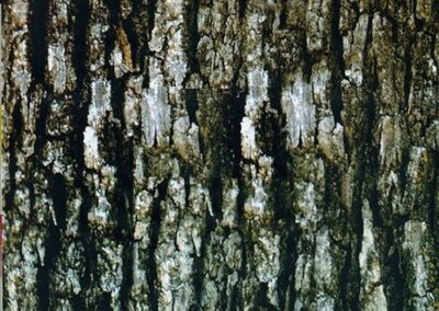 Bark hydro dipping film pattern