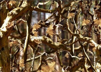 Crisp Leaves Camo hydro dipping film pattern
