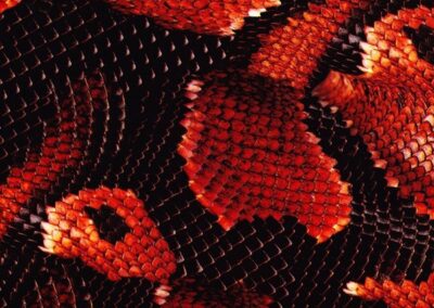 Red Boa hydro dipping film pattern