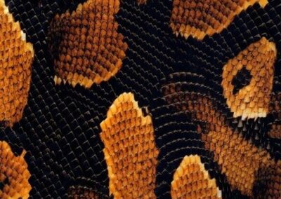 Yellow Boa hydro dipping film pattern
