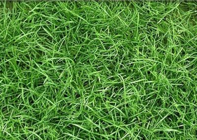 Grass hydro dipping film pattern
